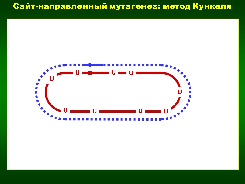 Сайт-направленный мутагенез: метод Кункеля U U U U U U U U U